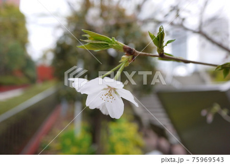 桜一輪 75969543