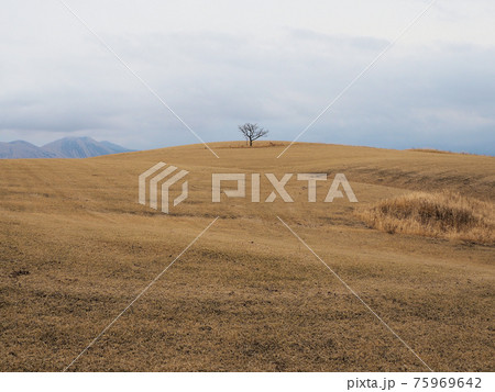 阿蘇北外輪 ミルクロードの風景 枯れた草原の中の1本の木 熊本県阿蘇市西湯浦 阿蘇北外輪 ミルクロードの風景 枯れた草原の中の1本の木 熊本県阿蘇市西湯浦 75969642