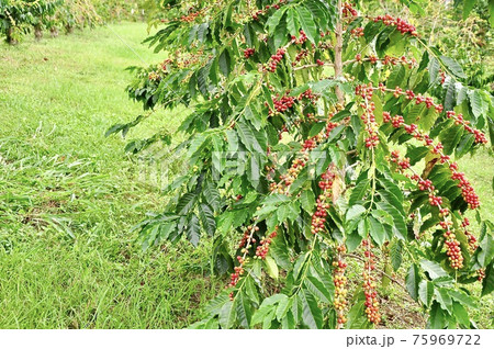 ハワイ島のコーヒー栽培 ハワイ島のコーヒー栽培 75969722
