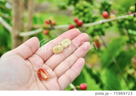 ハワイ島のコーヒー栽培 75969723