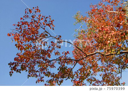 A tree with red and orange leaves set against a blue sky. Sunlight illuminates the leaves. Taken in the ancient town of Hongcun in Anhui Province, China. Tree in fall (autumn). A tree with red and orange leaves set against a blue sky. Sunlight illuminates the leaves. Taken in the ancient town of Hongcun in Anhui Province, China. Tree in fall (autumn). 75970399