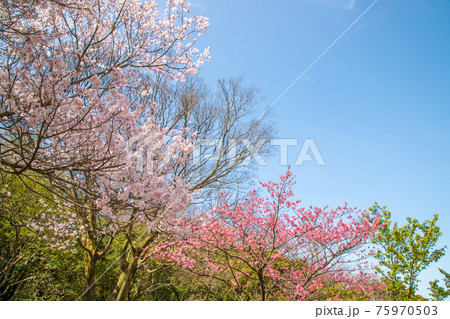 神奈川県　三ツ池公園の桜 75970503