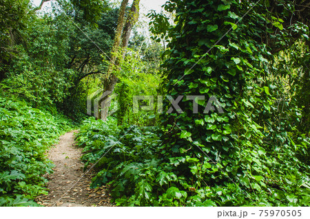 path in the rainforest path in the rainforest 75970505