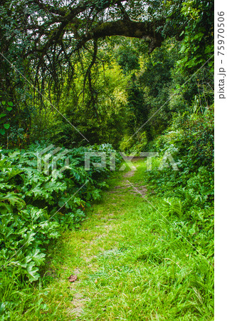path in the rainforest path in the rainforest 75970506