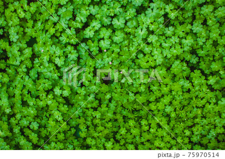 greenery foliage greenery foliage 75970514