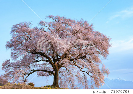 【山梨県】わに塚のサクラ_11 【山梨県】わに塚のサクラ_11 75970703