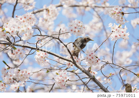 桜の枝に止まるヒヨドリ 桜の枝に止まるヒヨドリ 75971011