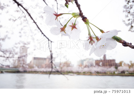 桜と川の向こうの町並み 75971013