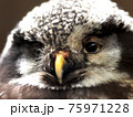 穏やかな表情のフクロウ 75971228