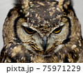 眼光が鋭いフクロウ 75971229