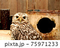 目が合うフクロウ 75971233