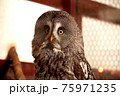 戯けた表情のフクロウ 75971235