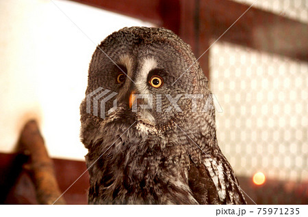 戯けた表情のフクロウ 75971235