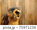 フクロウの横顔 75971236