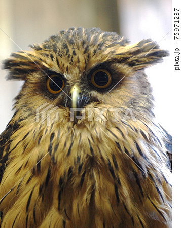 丸い目のフクロウ 丸い目のフクロウ 75971237