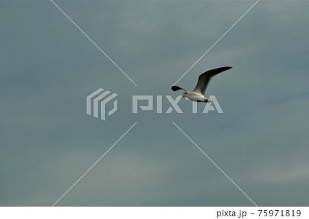 One seagull in flight aginst a cloudy sky 75971819
