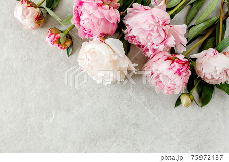Beautiful pink peony flowers on gray stone table with copy space for your text. Flat style, top view 75972437