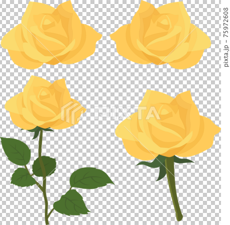 Vector rose plant of rose illustration material set 75972608