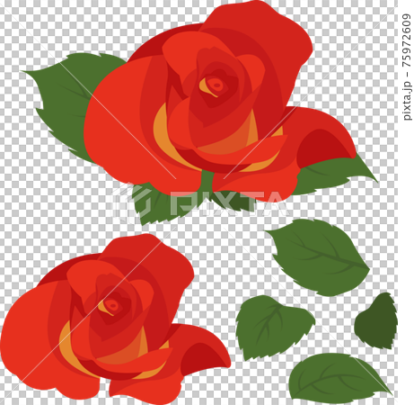 玫瑰插畫素材集的矢量玫瑰植物 75972609