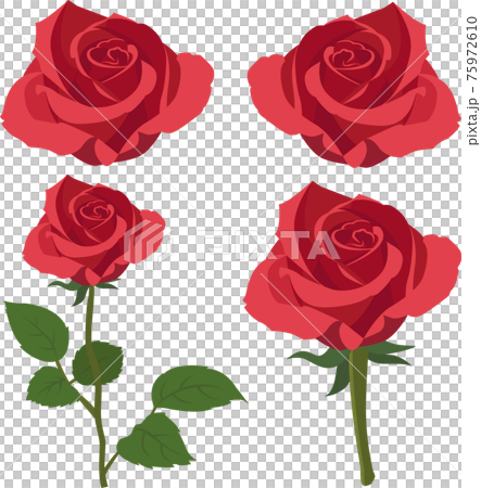 玫瑰插畫素材集的矢量玫瑰植物 75972610