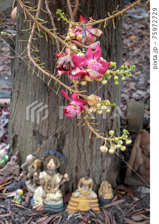 A bloom of the tropical cannonball tree (Couroupita guianensis) in Buddhist temple, Thailand. A bloom of the tropical cannonball tree (Couroupita guianensis) in Buddhist temple, Thailand. 75972729