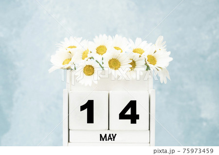 cube calendar for May with daisy flowers over blue with copy space cube calendar for May with daisy flowers over blue with copy space 75973459