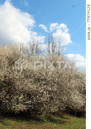 Springtime beginning in March at surroundings of Zagreb, Croatia 75974128