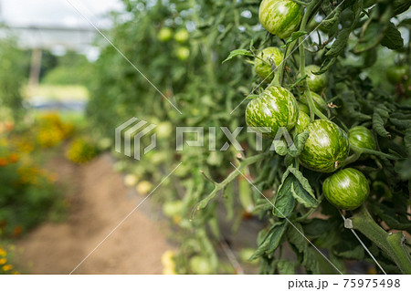 無農薬農家のビニールハウスで育つトマトと天然の防虫効果のあるバジルやマリーゴールド。 75975498