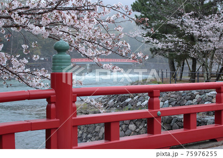 京都府宇治市　宇治川の桜 75976255