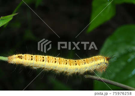 タケカレハの幼虫 タケカレハの幼虫 75976258
