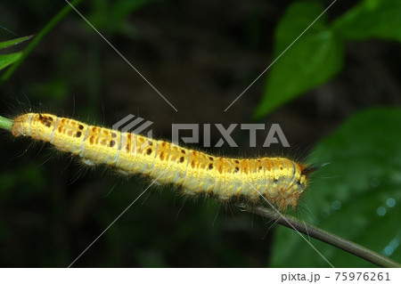 タケカレハの幼虫 75976261