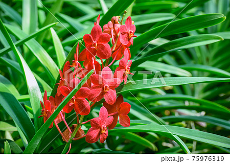 Beautiful tropical red branch of orchid flower phalaenopsis from family Orchidaceae in n garden 75976319