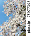 桜 75977398