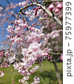 桜 75977399