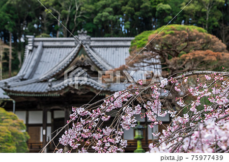 【修善寺の枝垂桜】 【修善寺の枝垂桜】 75977439