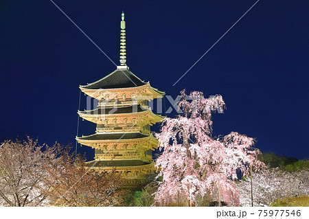 京都府 ライトアップされた東寺と不二桜 夜間特別拝観 の写真素材