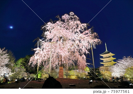 京都府 ライトアップされた東寺と不二桜 夜間特別拝観 の写真素材