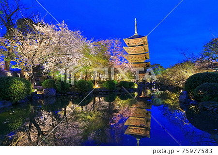 京都府 東寺の満開夜桜 夜間特別拝観 の写真素材