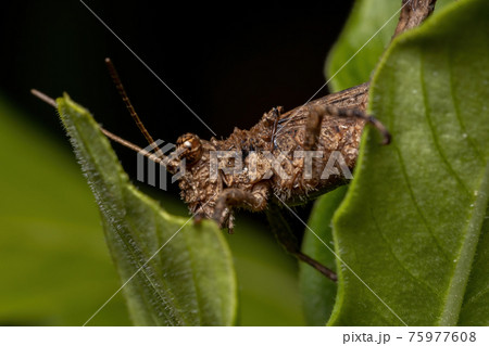Short horned Grasshopper Short horned Grasshopper 75977608