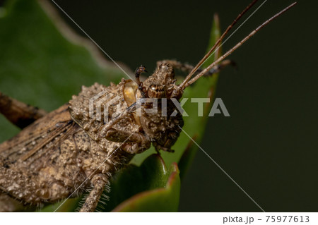Short horned Grasshopper 75977613