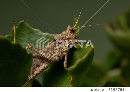 Short horned Grasshopper 75977614