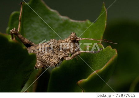 Short horned Grasshopper 75977615