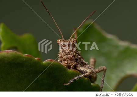Short horned Grasshopper 75977616