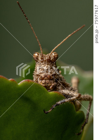 Short horned Grasshopper 75977617
