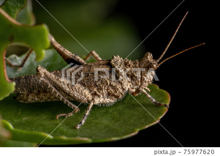 Short horned Grasshopper Short horned Grasshopper 75977620