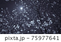 セピアの夜桜から見る満月 75977641
