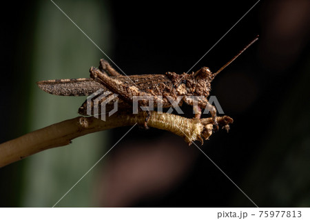 Short horned Grasshopper 75977813