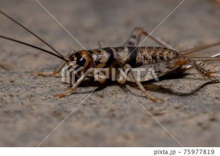 Small Field Cricket 75977819