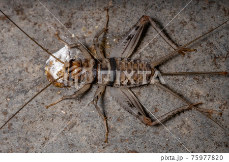 Small Field Cricket 75977820