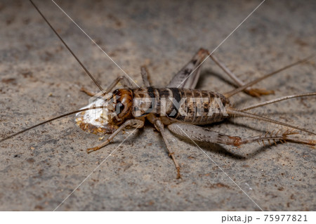 Small Field Cricket Small Field Cricket 75977821